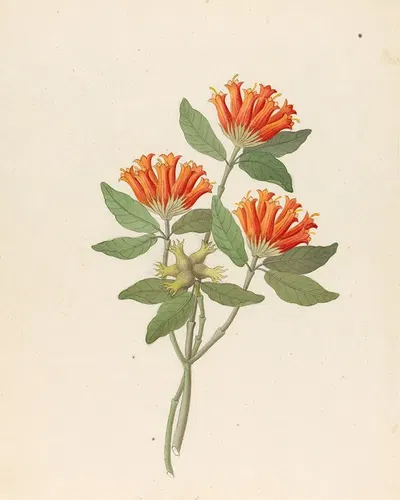 Gardenia Nova Sp. [Burchellia bubalina] by Clemenz Heinrich Wehdemann, 1817 — digital art print download