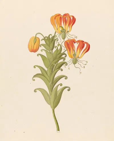 Gloriosa [Gloriosa superba] by Clemenz Heinrich Wehdemann, 1817 — digital art print download