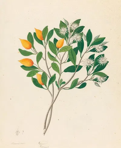 Hexand. Mono. [Mimusops obovata] by Clemenz Heinrich Wehdemann, 1817 — digital art print download