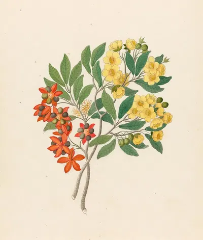 Icosandria monog. [Ochna arborea] by Clemenz Heinrich Wehdemann, 1817 — digital art print download