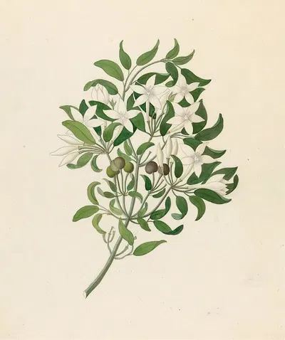 Jasminum angulare by Clemenz Heinrich Wehdemann, 1817 — digital art print download