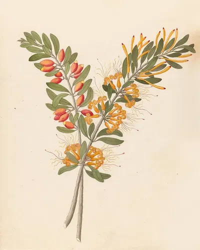 Loranthus N. Sp. [Moquiniella rubra] by Clemenz Heinrich Wehdemann, 1817 — digital art print download
