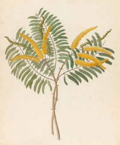 Mimosa [Acacia caffra] by Clemenz Heinrich Wehdemann, 1817 — digital art print download
