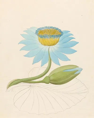 Nymphaea coerulea [Nymphaea nouchali] by Clemenz Heinrich Wehdemann, 1817 — digital art print download
