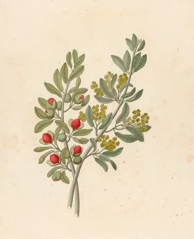 Octandria Monog. [Pappea capensis] by Clemenz Heinrich Wehdemann, 1817 — digital art print download