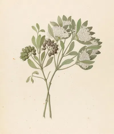 Pavetta caffra [Pavetta lanceolata] by Clemenz Heinrich Wehdemann, 1817 — digital art print download