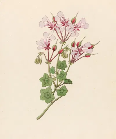 Pelargonium peltatum by Clemenz Heinrich Wehdemann, 1817 — digital art print download