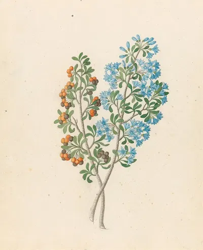 Pentand. mono. [Ehretia rigida] by Clemenz Heinrich Wehdemann, 1817 — digital art print download