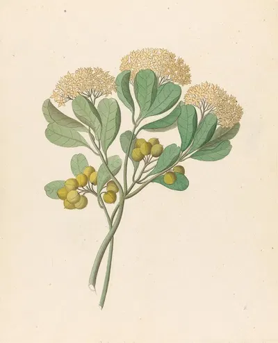 Pentandria Mon. [Pittosporum viridiflorum] by Clemenz Heinrich Wehdemann, 1817 — digital art print download