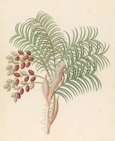 Phoenix [Phoenix reclinata] by Clemenz Heinrich Wehdemann, 1817 — digital art print download