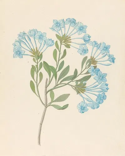 Plombago capensis [Plumbago auriculata] by Clemenz Heinrich Wehdemann, 1817 — digital art print download