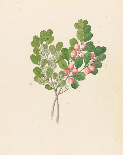 Rhamnus [Cassine aethiopica (=Mystroxylon aethiopicum)] by Clemenz Heinrich Wehdemann, 1817 — digital art print download