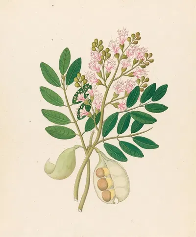 Schotia Nov. Sp. [Schotia latifolia] by Clemenz Heinrich Wehdemann, 1817 — digital art print download