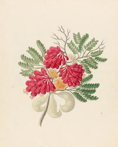 Schotia speciosa [Schotia afra] by Clemenz Heinrich Wehdemann, 1817 — digital art print download