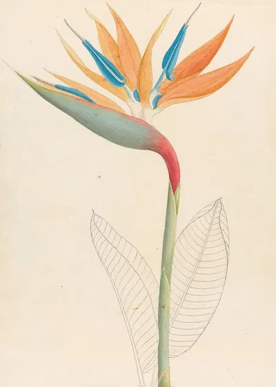 Strelitzia Reginae by Clemenz Heinrich Wehdemann, 1817 — digital art print download