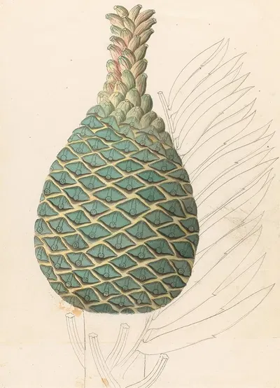Zamia caffra [Encephalartos altensteinii female cone] by Clemenz Heinrich Wehdemann, 1817 — digital art print download