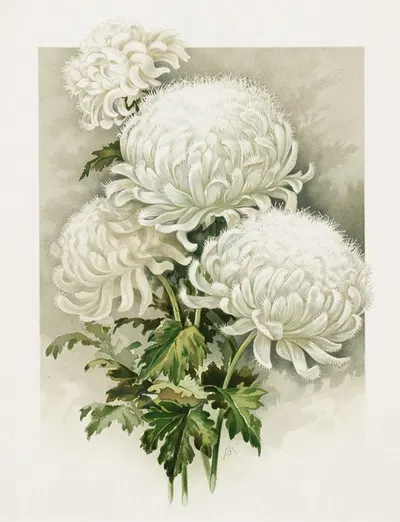 Chrysanthemums by Фердинанд Шайлер Мэтьюс, 1861–1897 — digital art print download