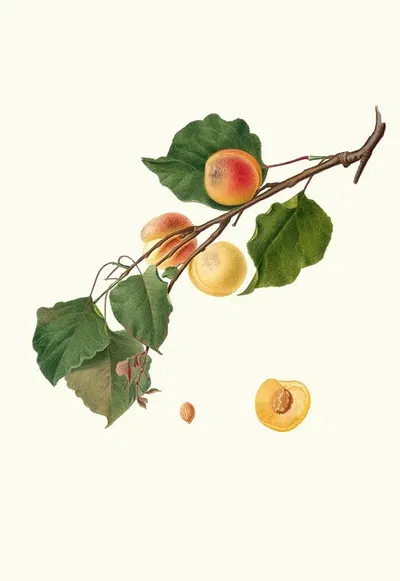 Albicocca Alessandrina a Mandorla Amara. [Armeniaca Alexandrina ; Apricot] by Giorgio Gallesio, 1817-1839 — digital art…