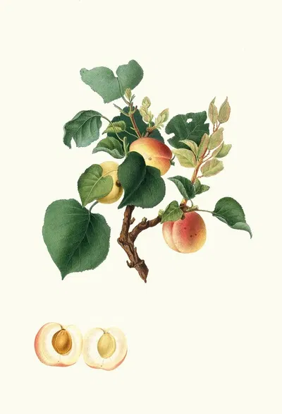 Albicocca Alessandrina bianca a Mandorla dolce o, Alessandrina seconda. [Apricot] by Giorgio Gallesio, 1817-1839 — digital…