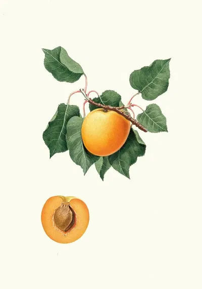 Albicocca di Germania. [Vulgaris Germanica] by Giorgio Gallesio, 1817-1839 — digital art print download
