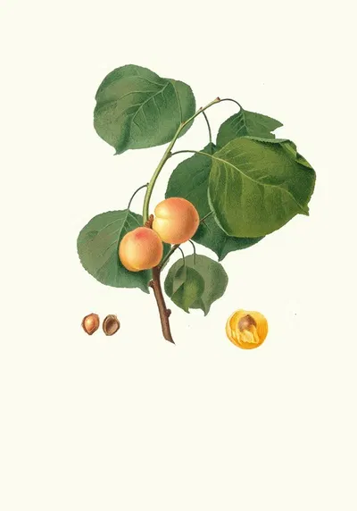 Albicocca luciente o, siu Alessandrina gialla precoce. [Yellow apricot] by Giorgio Gallesio, 1817-1839 — digital art print…
