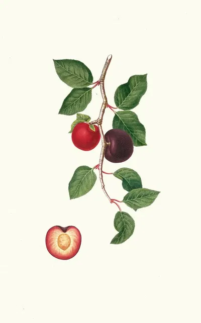 Albicocco Susino. [Armeniaca prunata ; Apricot] by Giorgio Gallesio, 1817-1839 — digital art print download