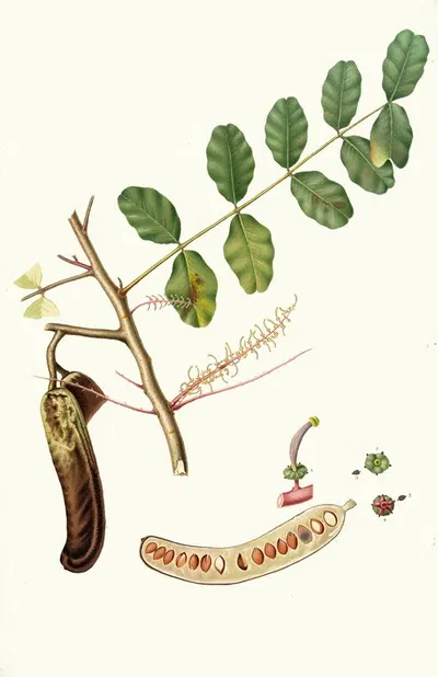 Carobba. [Ceratonia ; Ceratonia siliqua ; Carob, St. John's bread ; Locust bean] by Giorgio Gallesio, 1817-1839 — digital…