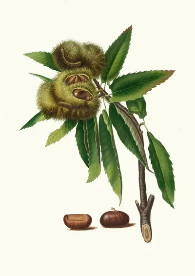 Castagna marrona. [Castanea sativa ; Spanish chestnut] by Giorgio Gallesio, 1817-1839 — digital art print download