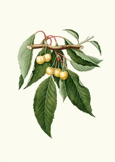 Cilegia gialla Duracina. [Cerasus Duracina ; Cherry] by Giorgio Gallesio, 1817-1839 — digital art print download