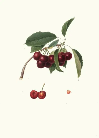 Cilegia visciolona. [Cerasus visciola ; Cherries] by Giorgio Gallesio, 1817-1839 — digital art print download