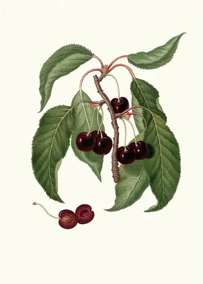 Ciliega Napoletana. [Cerasus Duracina ; Hard-fleshed cherry] by Giorgio Gallesio, 1817-1839 — digital art print download