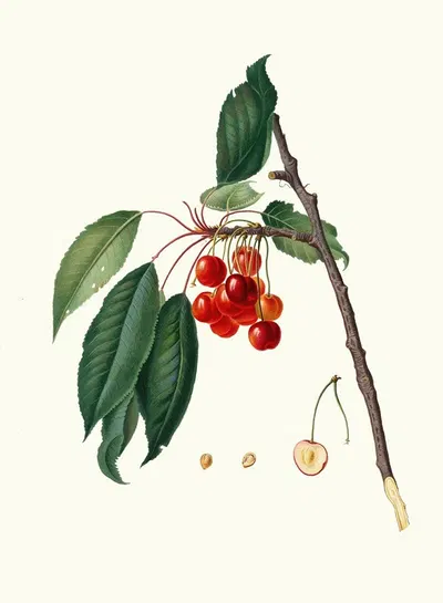 Ciliegia acquajuola. [Cerasus ; Ciliegio acquaiolo ; Cherries] by Giorgio Gallesio, 1817-1839 — digital art print download