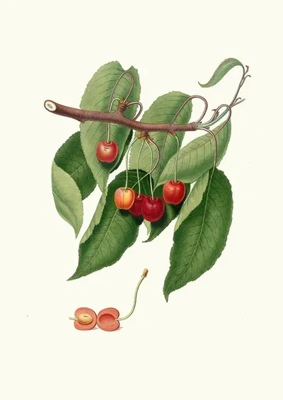 Ciliegia duracina rossa. [Cerasus cordiformis duracina ; Cherry] by Giorgio Gallesio, 1817-1839 — digital art print download