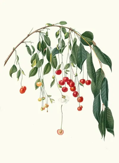 Ciliegia Progressiflora. [Cerasus visciola ; Visciola Cherries] by Giorgio Gallesio, 1817-1839 — digital art print download