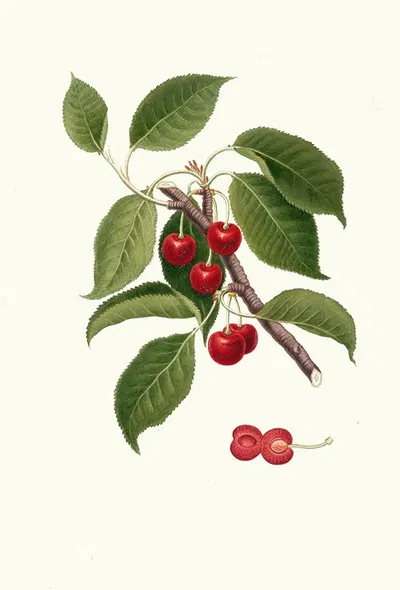 Ciliegia visciola. [Cerasus visciola ; Sour cherry] by Giorgio Gallesio, 1817-1839 — digital art print download