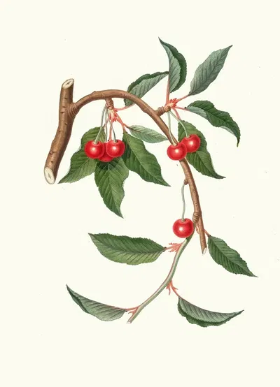 Ciligia viscilina. [Ciliegio visciolino ; Cherry] by Giorgio Gallesio, 1817-1839 — digital art print download