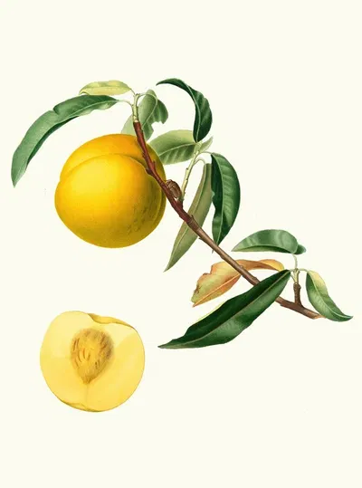 Cotogna Durana massima o, Giallona di Verona. [Persica Julodermis cotonea ; Giallona of Verona ; Peaches] by Giorgio…