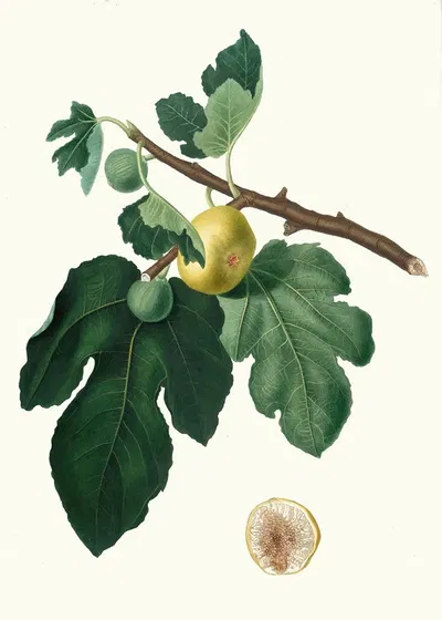 Fico Albo. [Ficus carica ; Fig] by Giorgio Gallesio, 1817-1839 — digital art print download