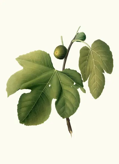 Fico Briansolo. [Ficus carica sativa ; Briansole figs] by Giorgio Gallesio, 1817-1839 — digital art print download