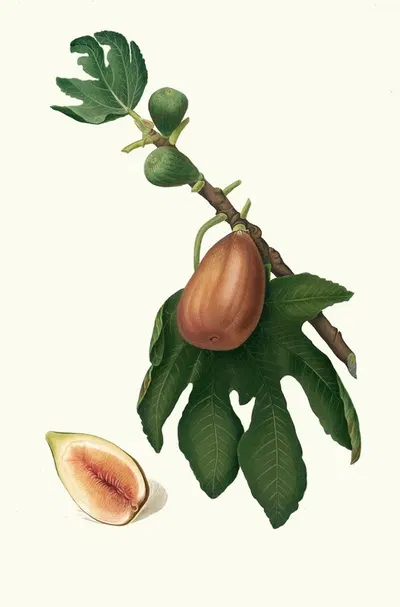 Fico datto. [Ficus carica sativa ; Fig] by Giorgio Gallesio, 1817-1839 — digital art print download