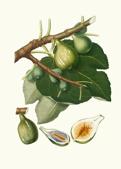 Fico Dottato. [Fig ; Ficus Carica sativa] by Giorgio Gallesio, 1817-1839 — digital art print download