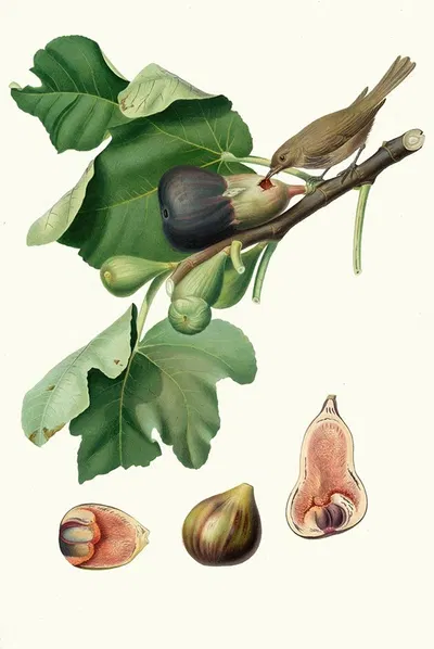 Fico Fetifero, o Fico dell'Osso. [Ficus carica sativa ; Fig] by Giorgio Gallesio, 1817-1839 — digital art print download