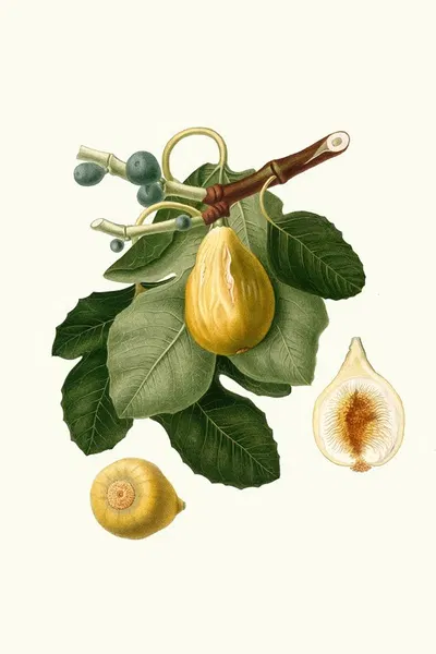 Fico gentile. [Ficus carica sativa ; Common Fig] by Giorgio Gallesio, 1817-1839 — digital art print download