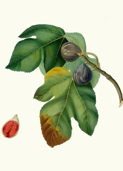 Fico melograno, o S. Germano. [Ficus carica sativa ; Fig] by Giorgio Gallesio, 1817-1839 — digital art print download