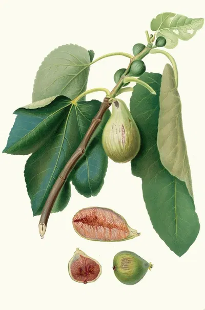 Fico Monaco. [Fico della Lunigiana ; Fig Monaco] by Giorgio Gallesio, 1817-1839 — digital art print download