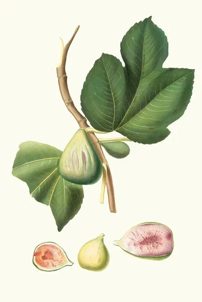 Fico paradiseo. [Ficus carica bifera ; Fig] by Giorgio Gallesio, 1817-1839 — digital art print download
