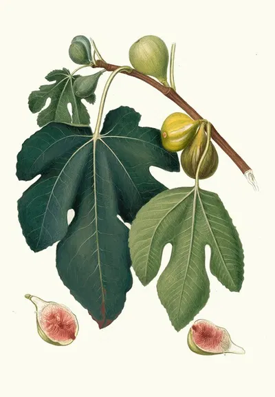 Fico Pissaluto. [Ficus carica sativa ; Figs] by Giorgio Gallesio, 1817-1839 — digital art print download