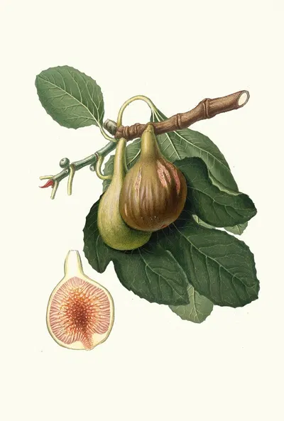 Fico Portoghese. [Figs from Portugal] by Giorgio Gallesio, 1817-1839 — digital art print download