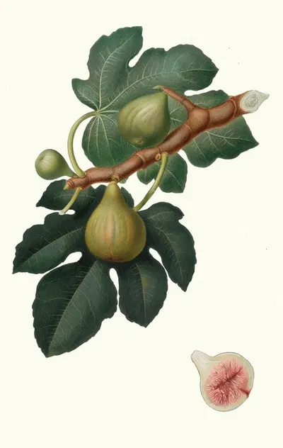 Fico Regina. [Ficus carica sativa ; Fig] by Giorgio Gallesio, 1817-1839 — digital art print download