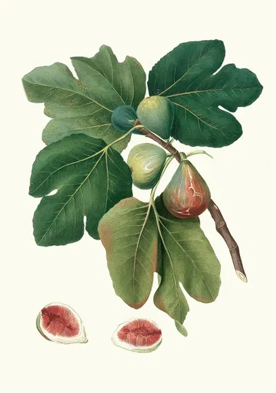 Fico rubado. [Ficus carica sativa ; Common fig] by Giorgio Gallesio, 1817-1839 — digital art print download